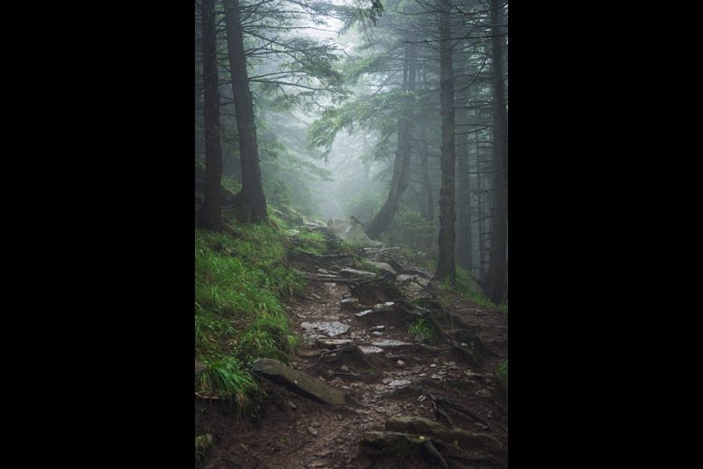 Foggy carpathian forest